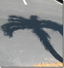 4-30 Palm shadow