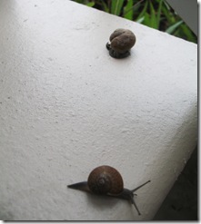 5-19 Snails