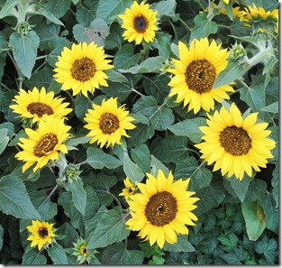 5-29 Bellagio sunflowers